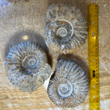 Three spiral ammonite fossils with ribbed textures on a polished stone surface beside a 12-inch yellow ruler for scale.