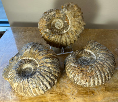 Close-up photo of an Ammonite fossil from Morocco showcasing detailed spiral shell pattern