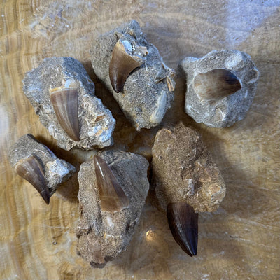 Close-up of a 1.5 inch Mosasaur tooth fossil embedded on matrix from Morocco