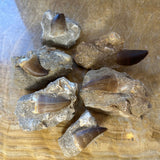 Six brown Mosasaur teeth fossils embedded in rough grayish-beige matrix stones, arranged on a light wood surface with visible grain and wavy patterns.