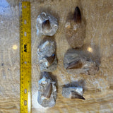 Seven brown mosasaur tooth fossils embedded in light gray rock matrix arranged vertically beside a 12-inch yellow ruler on a textured beige surface