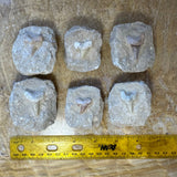 Six Otodus obliquus shark teeth fossils embedded in gray matrix stones arranged in two rows above a 12-inch yellow ruler on a wooden surface.