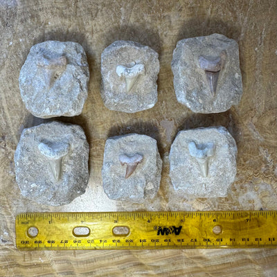 Otodus Obliquus Shark Tooth Fossil on Matrix
