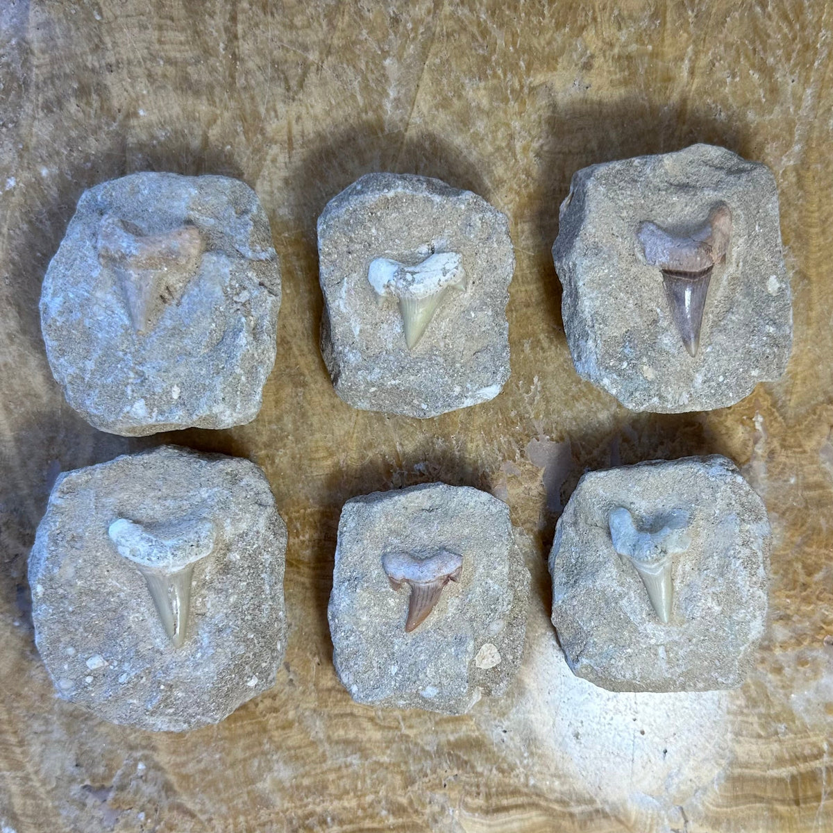 Six Otodus obliquus shark teeth fossils embedded in rectangular beige rock matrix pieces, arranged in two rows of three on a textured wooden surface.