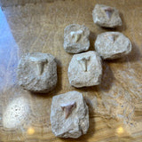 Otodus Obliquus Shark Tooth Fossil on Matrix showing a dark tooth on a rough stone matrix