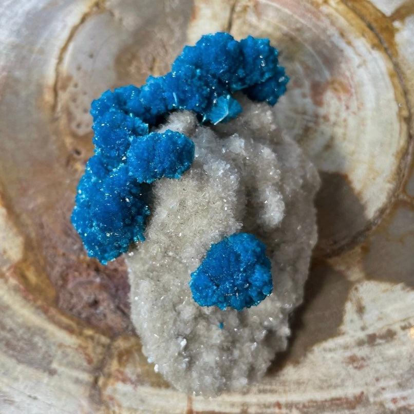 Cavansite with White Stilbite on Matrix Maharashtra, Pune, India by Rare Earth Gallery - product image 3 for Resin Society