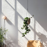 Matte beige hanging planter with lush trailing plant, suspended against a softly sunlit white wall near a minimal wooden chair and diffuse shadows.
