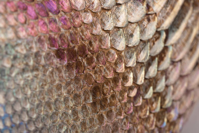 Iridescent Python Bag with Snake Head Accessory by Allysa Payne Beverly Hills - product image 7 for Resin Society