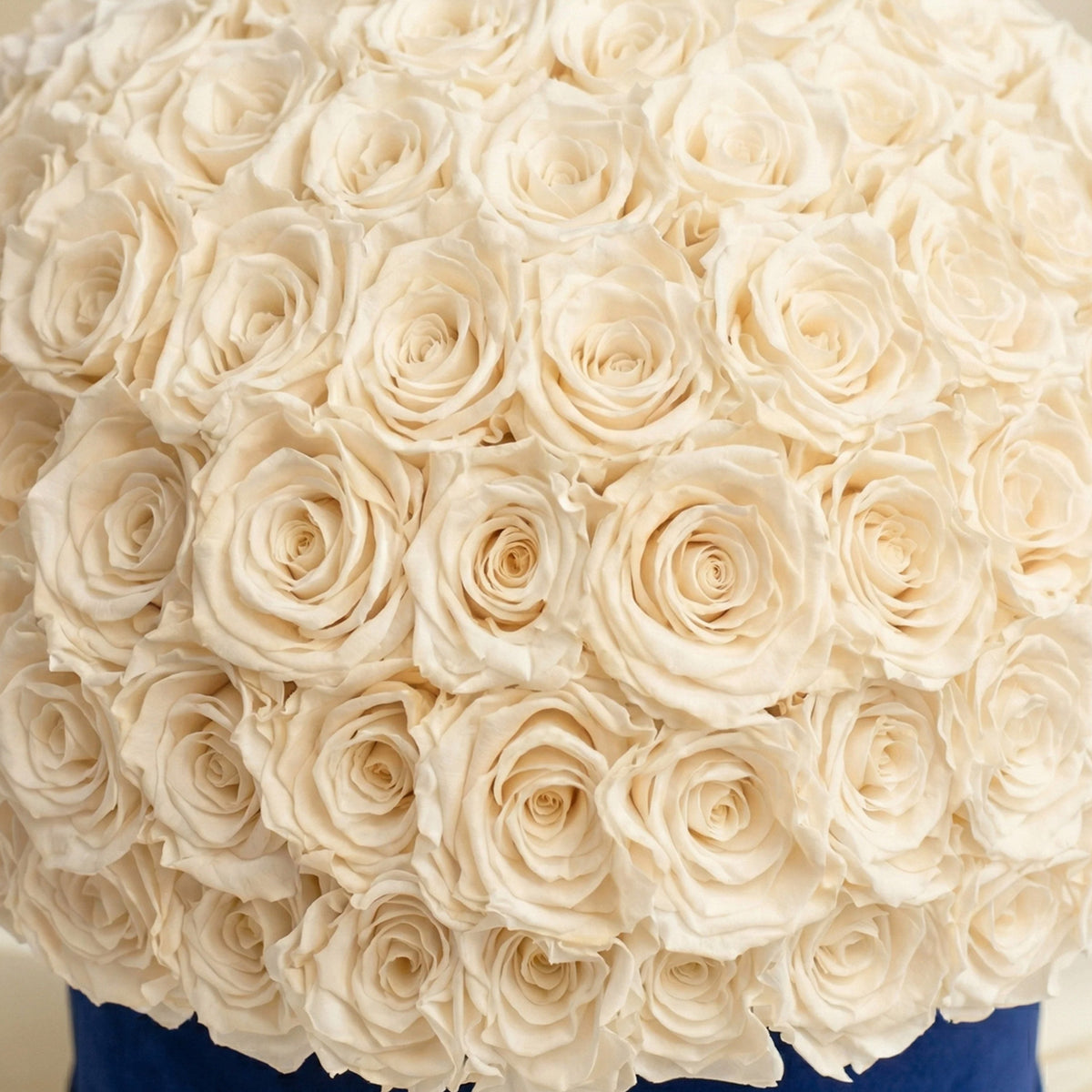 Supreme Royal Blue Suede Superdome Box by The Million Roses - product image 3 for Resin Society