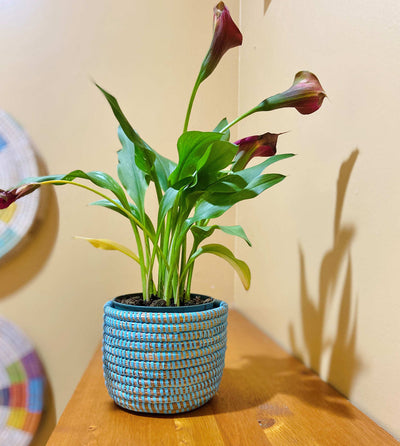 Succulent Basket Planter by Mbare Ltd - product image 8 for Resin Society
