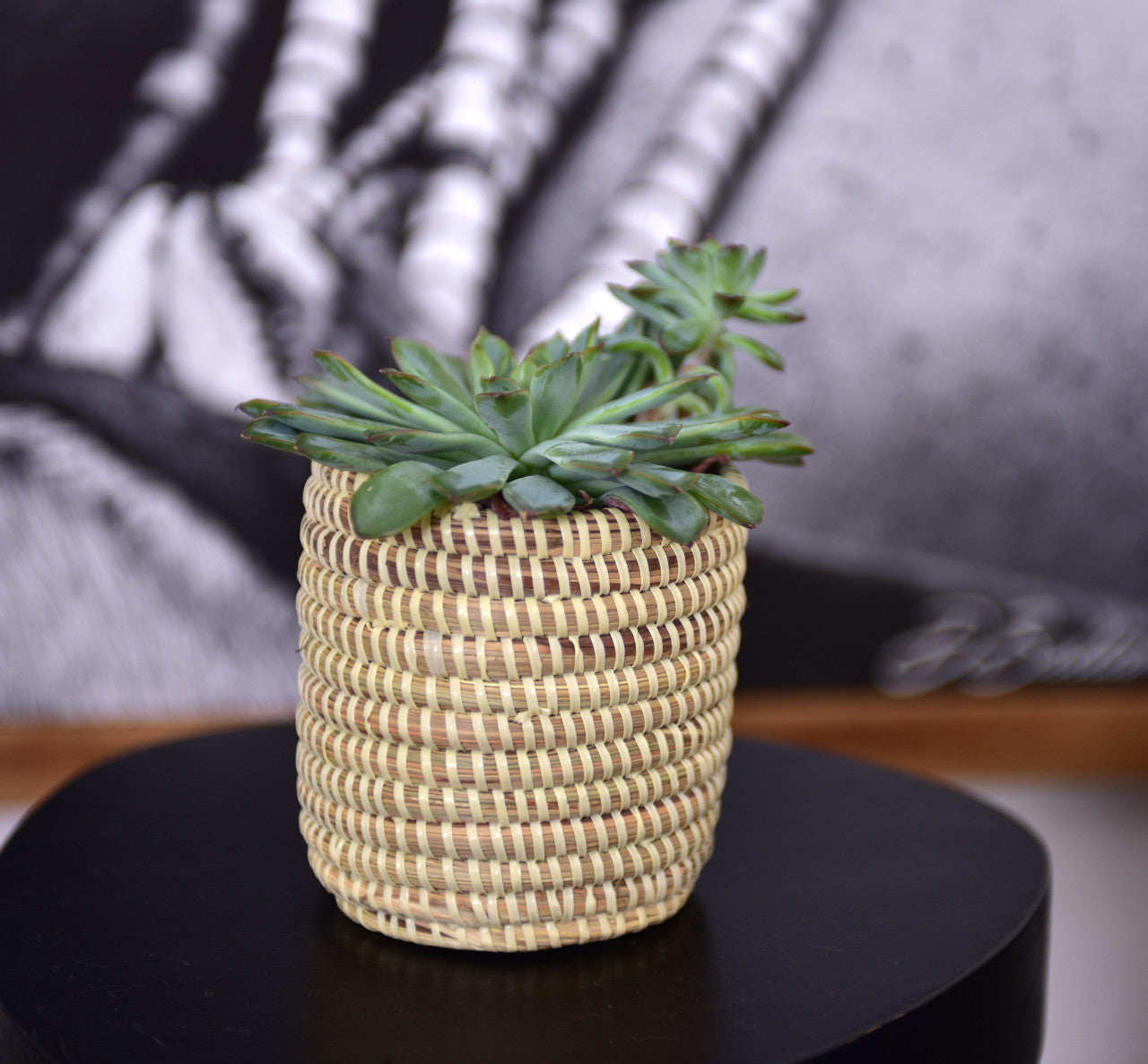 Succulent Basket Planter by Mbare Ltd - product image 7 for Resin Society