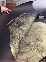 Black sheet partially lifted to reveal detailed rings and grain pattern of a gold-toned redwood cross-section beneath, highlighting natural wood texture.
