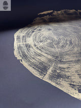 Close-up of a San Francisco Redwood cross-section art piece in gold print on a deep black background, highlighting the detailed annual growth rings and texture.
