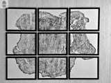 Set of 9 detailed tree ring art prints from Massachusetts Big Leaf Maple tree, displayed as gallery wall art