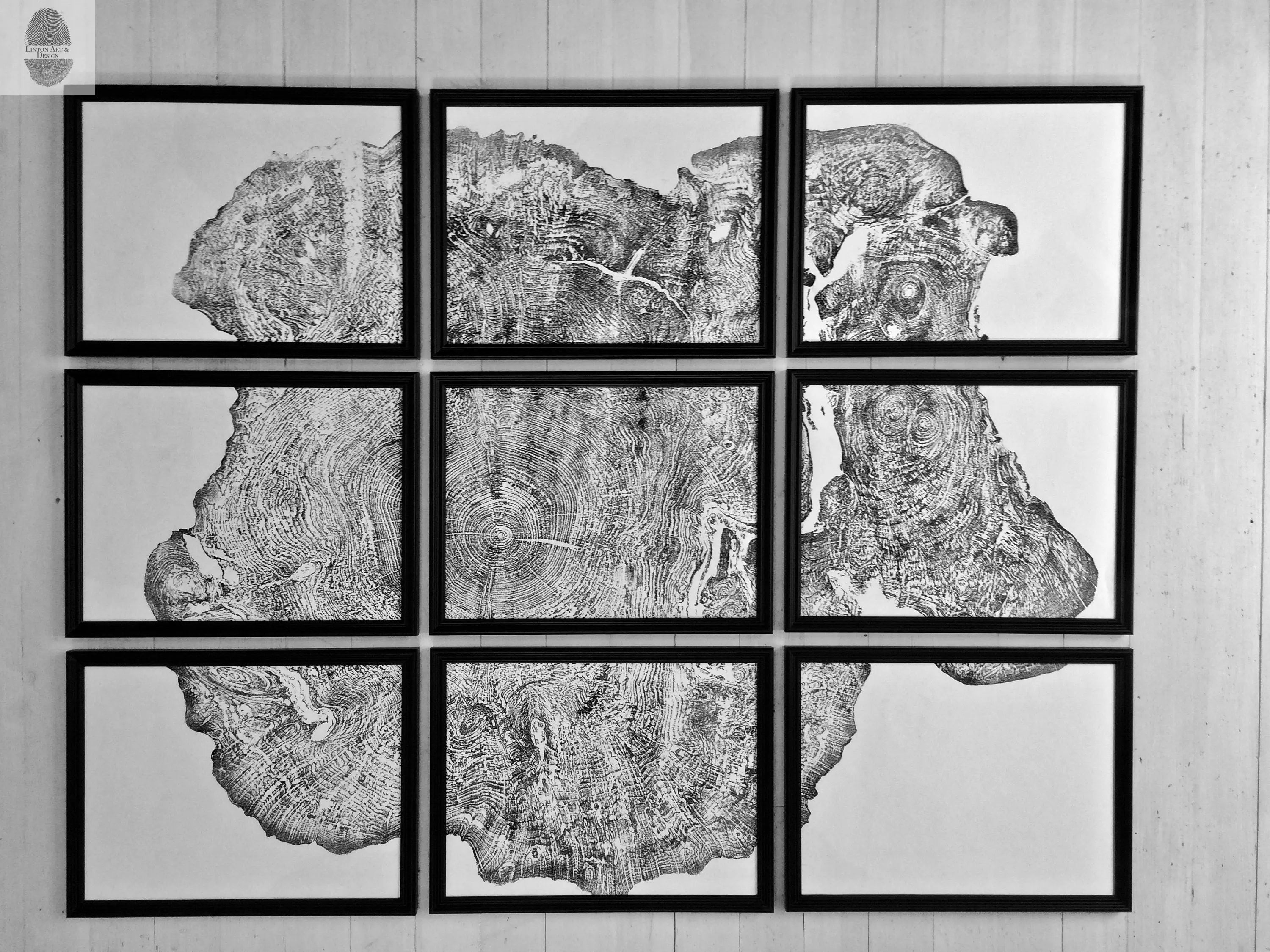 Set of 9 detailed tree ring art prints from Massachusetts Big Leaf Maple tree, displayed as gallery wall art