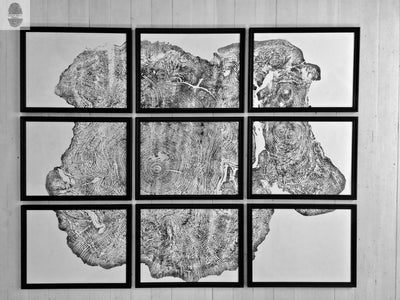Set of 9 detailed tree ring art prints from Massachusetts Big Leaf Maple tree, displayed as gallery wall art