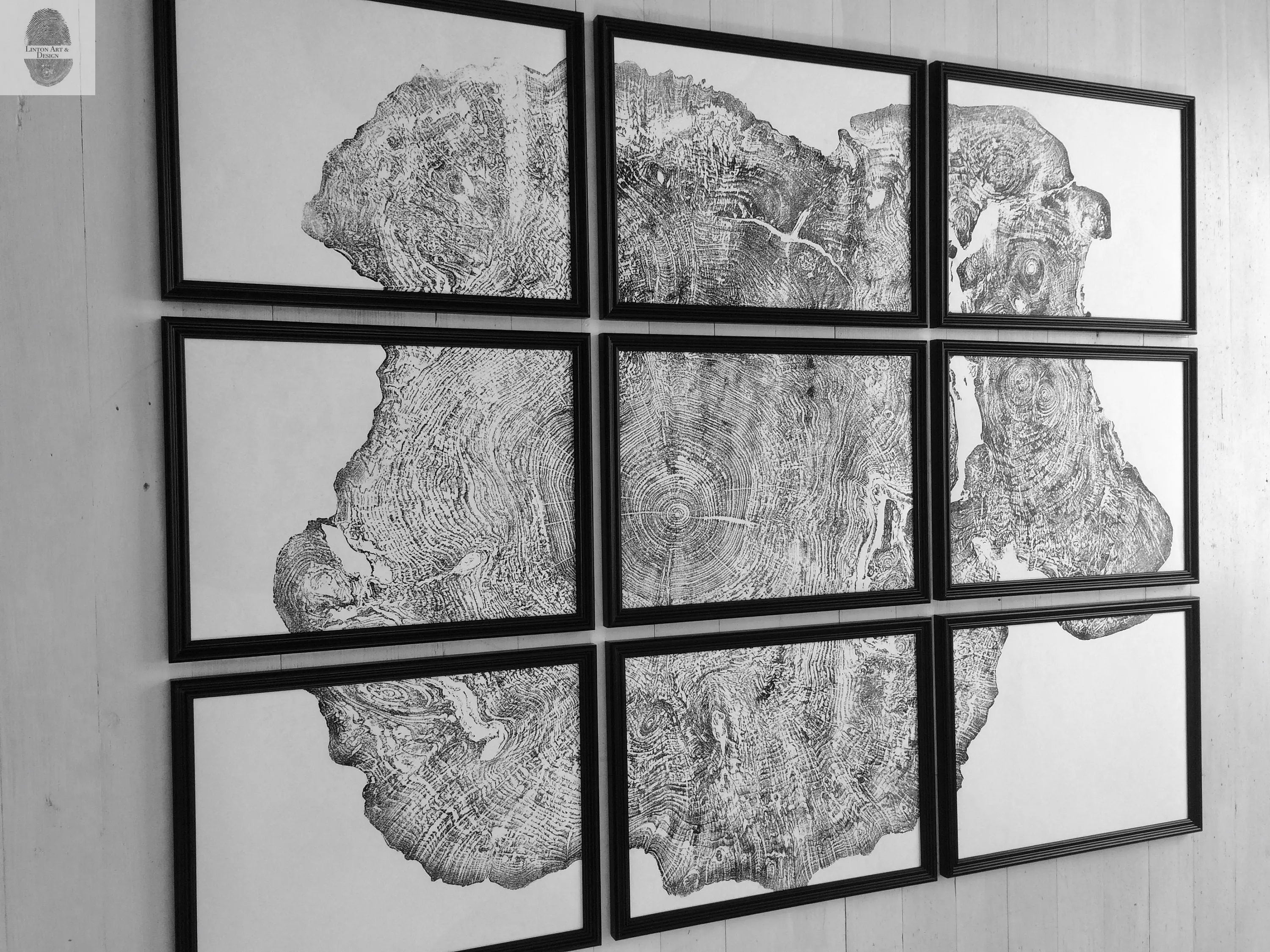 Set of 9 Prints, Tree Ring Art, Massachusetts Big Leaf Maple Tree, 12x16 Each