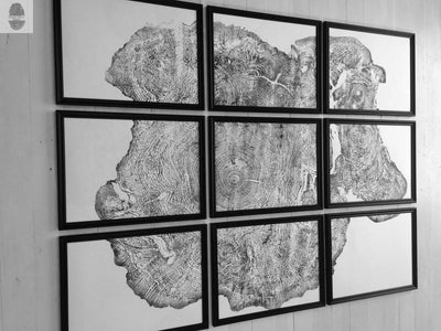 Set of 9 Prints, Tree Ring Art, Massachusetts Big Leaf Maple Tree, 12x16 Each