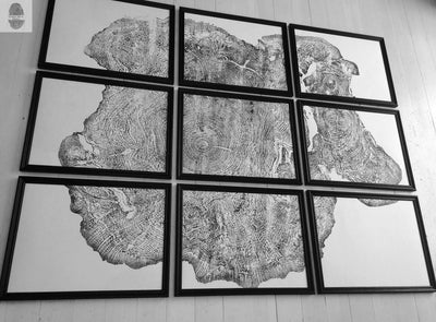 Set of 9 Prints, Tree Ring Art, Massachusetts Big Leaf Maple Tree, 12x16 Each
