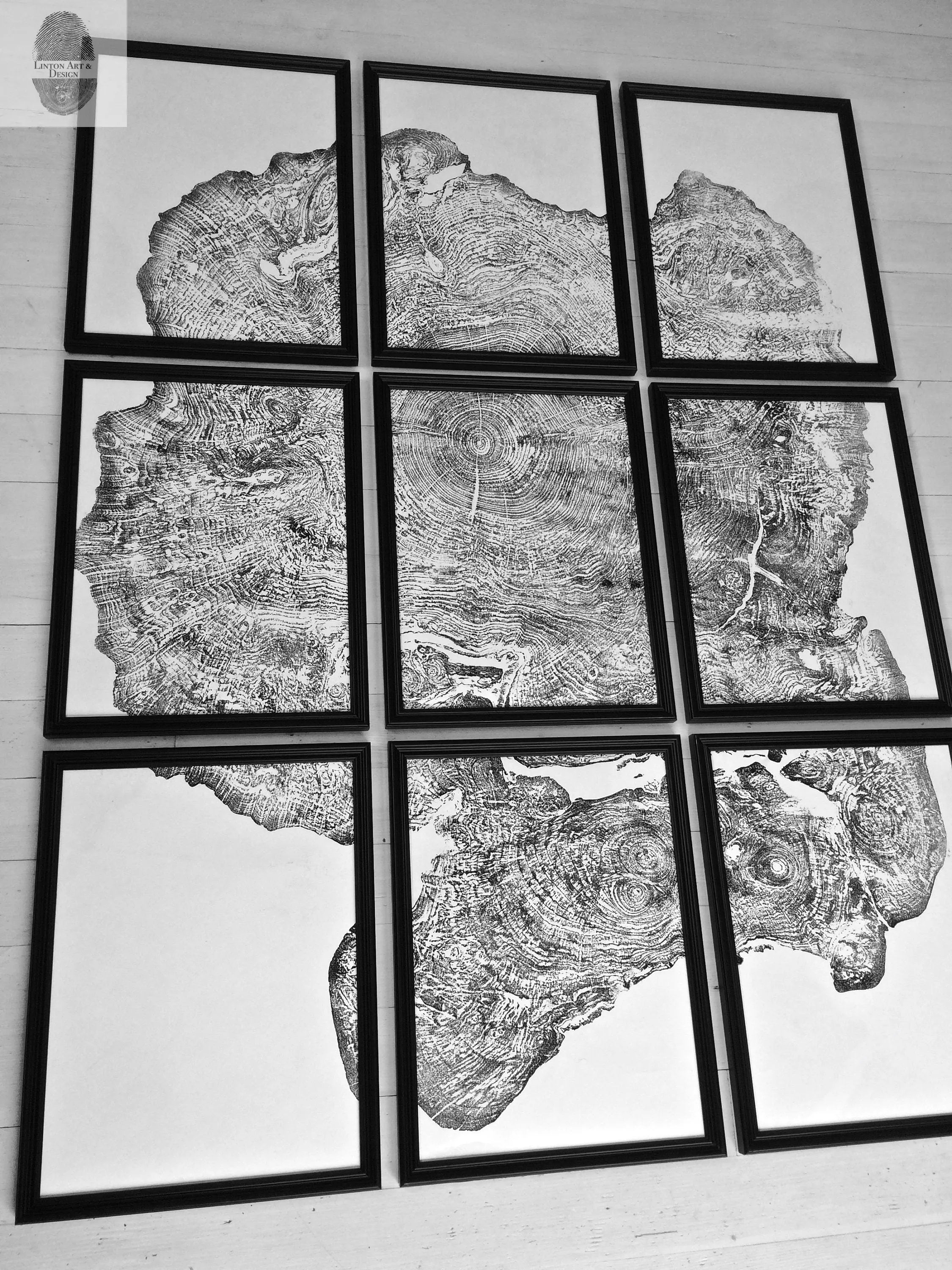Set of 9 Prints, Tree Ring Art, Massachusetts Big Leaf Maple Tree, 12x16 Each