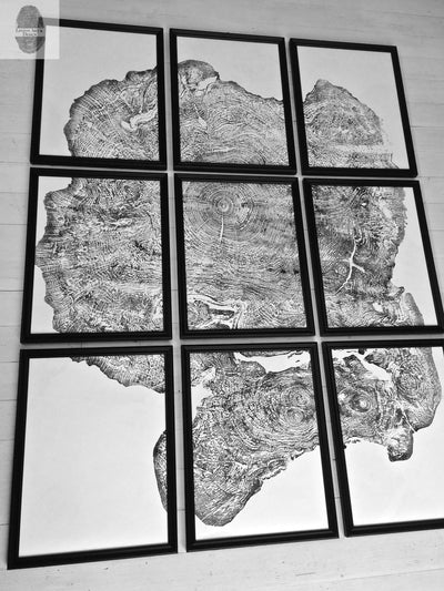 Set of 9 Prints, Tree Ring Art, Massachusetts Big Leaf Maple Tree, 12x16 Each