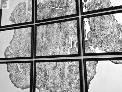 Set of 9 Prints, Tree Ring Art, Massachusetts Big Leaf Maple Tree, 12x16 Each