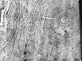 Black and white print of a big leaf maple tree's detailed tree rings and textured bark patterns from Massachusetts, showing concentric circles and irregular contours.