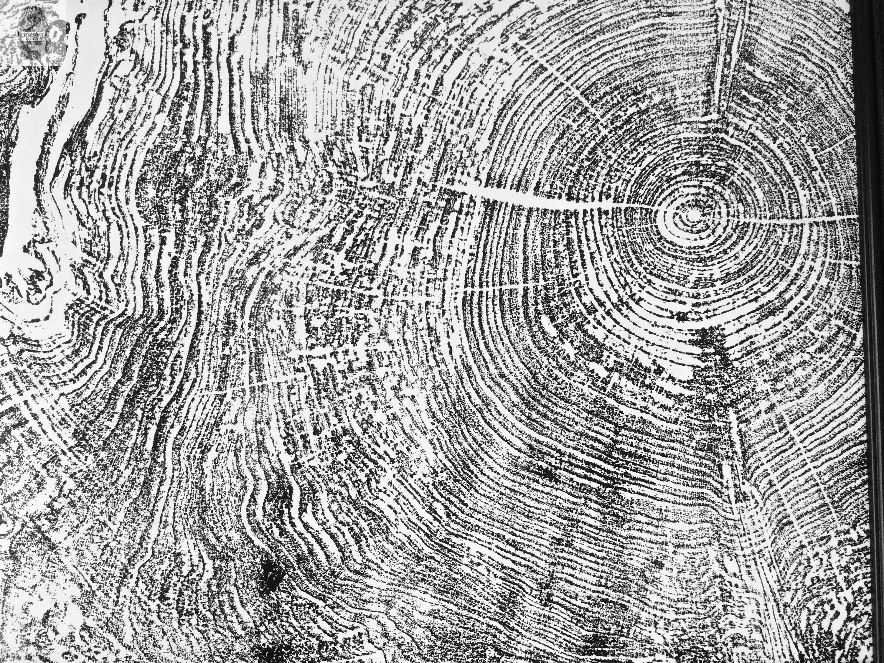 Set of 9 Prints, Tree Ring Art, Massachusetts Big Leaf Maple Tree, 12x16 Each