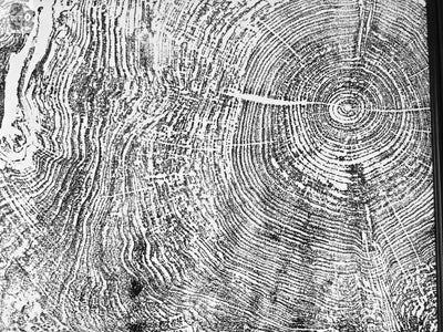 Set of 9 Prints, Tree Ring Art, Massachusetts Big Leaf Maple Tree, 12x16 Each