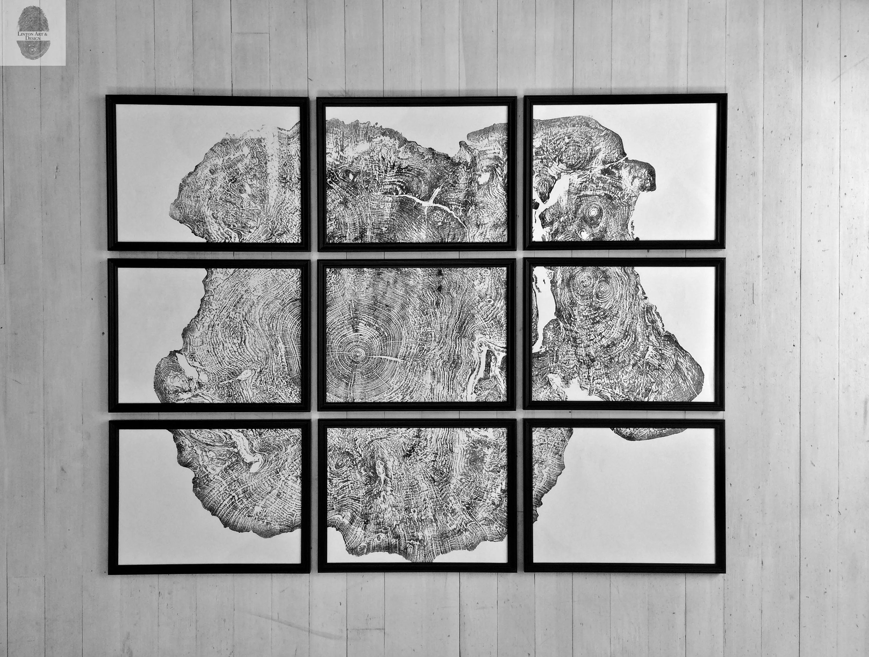 Set of 9 Prints, Tree Ring Art, Massachusetts Big Leaf Maple Tree, 12x16 Each