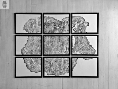 Set of 9 Prints, Tree Ring Art, Massachusetts Big Leaf Maple Tree, 12x16 Each