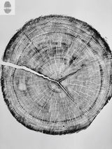 Black and white print showing detailed concentric growth rings and radial cracks of a Douglas fir tree cross-section from Cottonwood Canyon, Utah.
