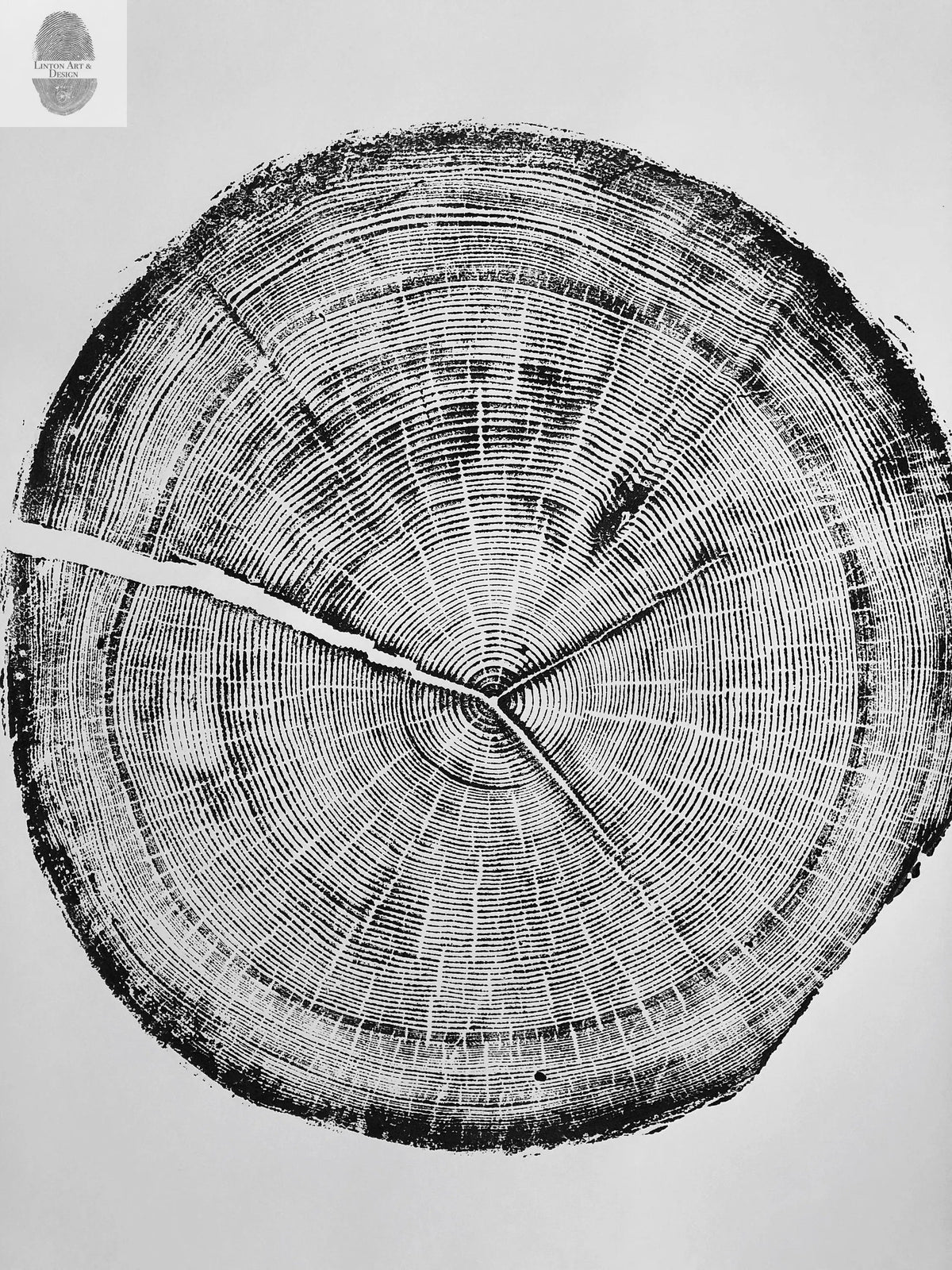 Black and white print showing detailed concentric growth rings and radial cracks of a Douglas fir tree cross-section from Cottonwood Canyon, Utah.