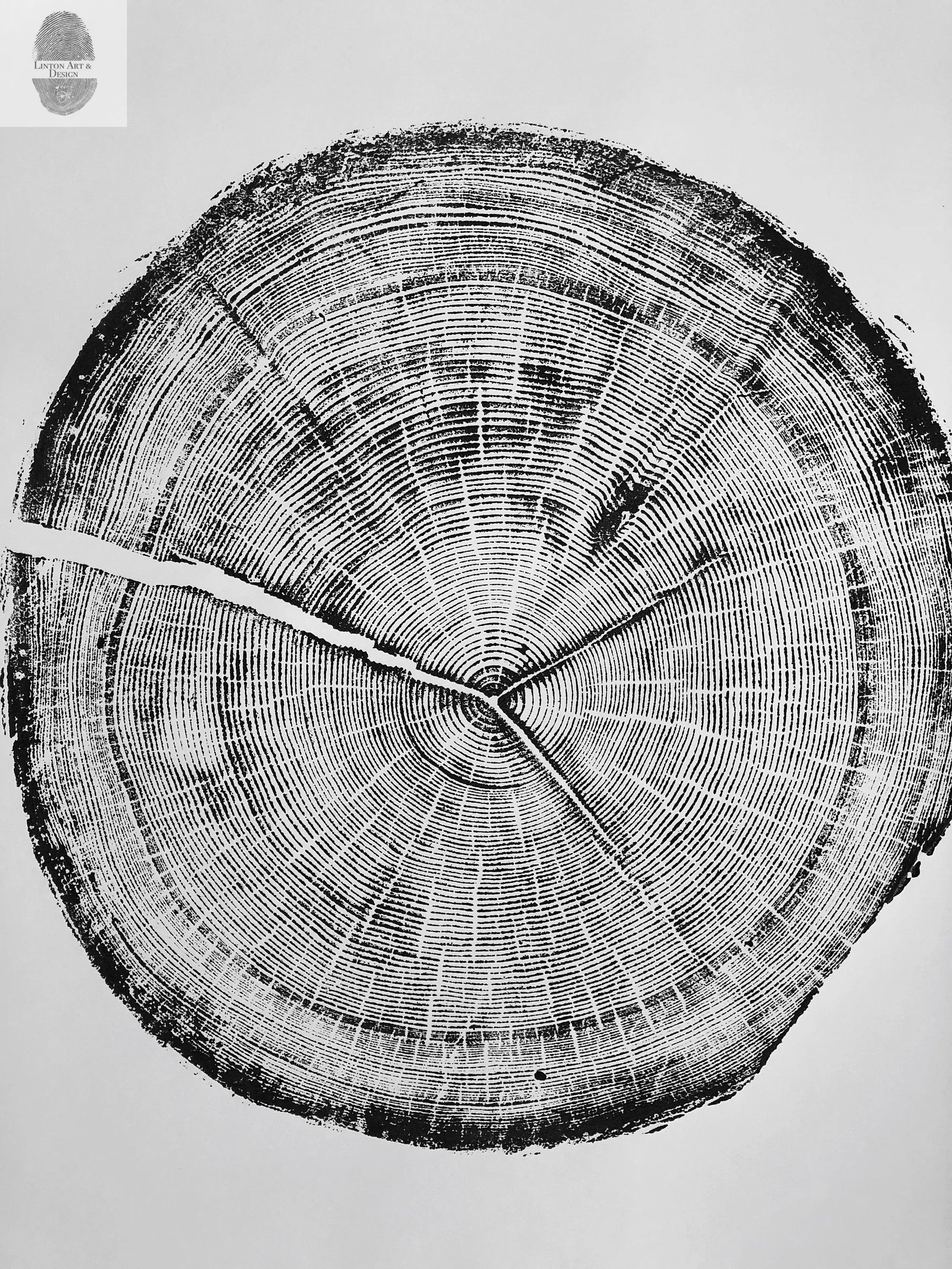 Snowbird Ski Resort, Cottonwood Canyon, Utah Douglas Fir- 24x36 print