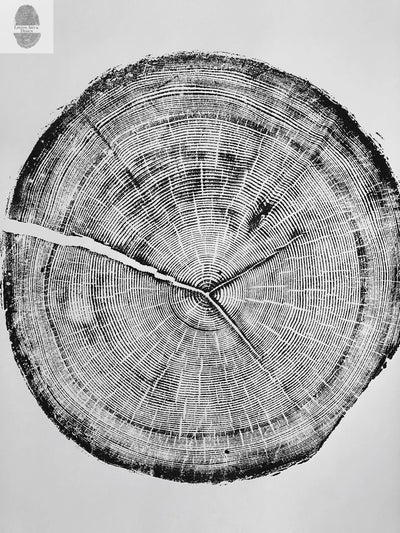 Snowbird Ski Resort, Cottonwood Canyon, Utah Douglas Fir- 24x36 print