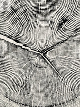 Black and white close-up print of Douglas Fir tree rings showing detailed concentric growth rings and a prominent crack extending outward from the center.