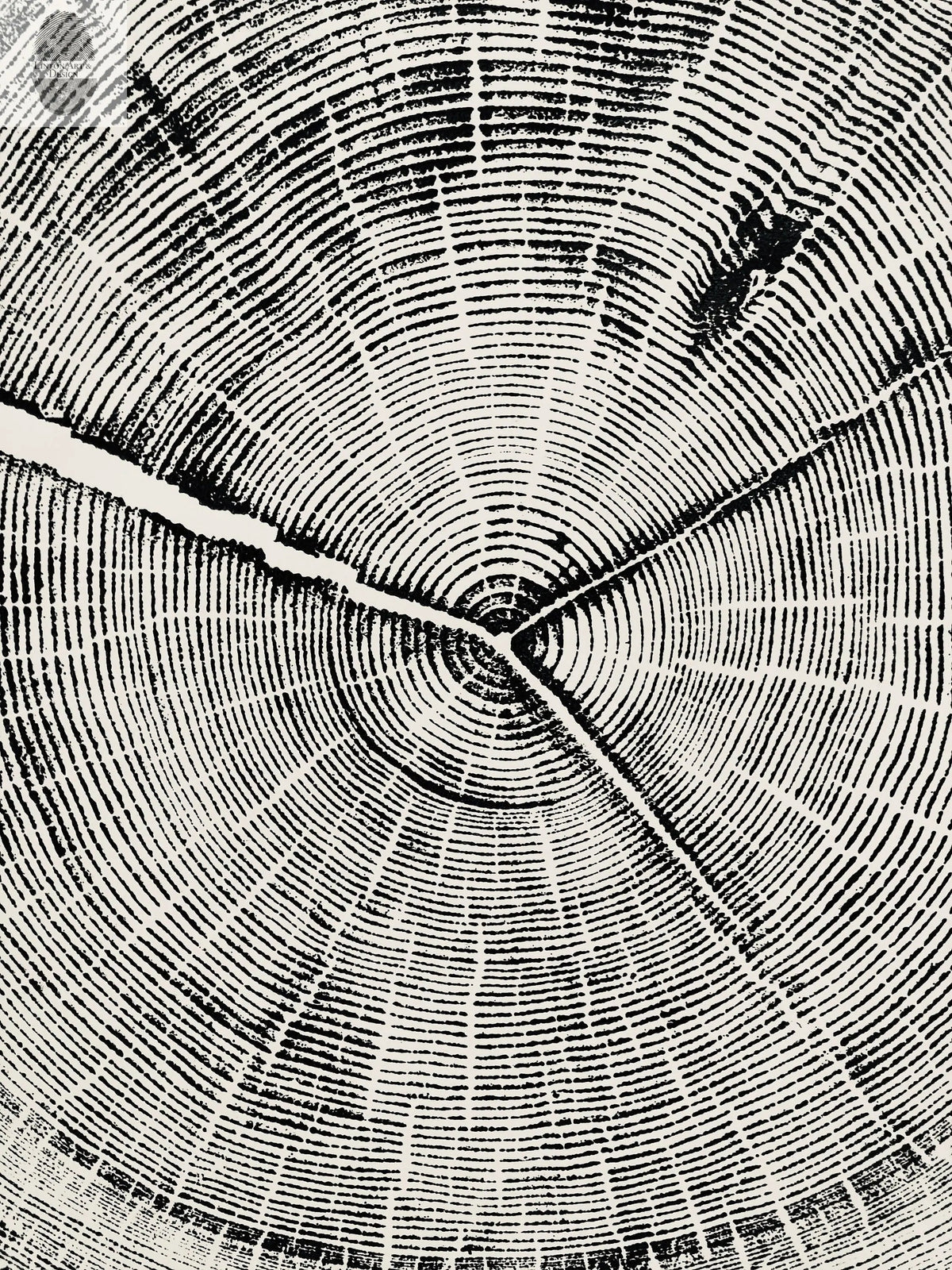 Black and white close-up print of Douglas Fir tree rings showing detailed concentric growth rings and a prominent crack extending outward from the center.