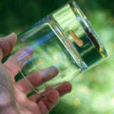 Clear glass tumbler with a small fossilized dinosaur tooth embedded near the rim, held against a blurred green natural background.