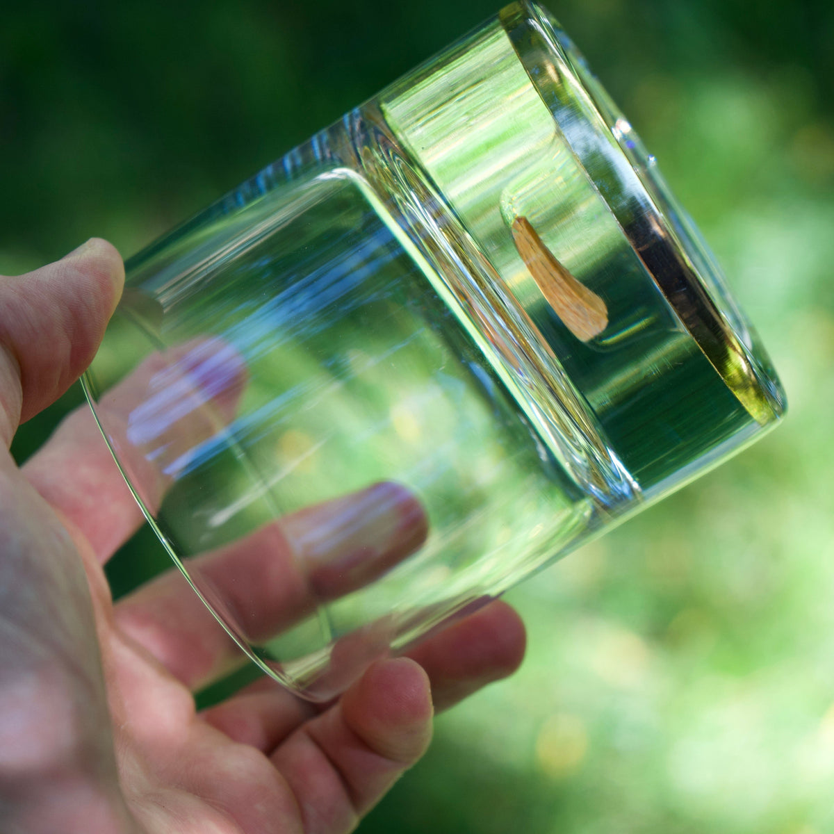 Clear glass tumbler with a small fossilized dinosaur tooth embedded near the rim, held against a blurred green natural background.