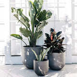 Three gray matte round planters of varying sizes holding green leafy plants with some leaves catching sunlight, set on a light floor against white French doors.