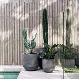 Three gray cylindrical planters with different green plants—a paddle cactus, a tall columnar cactus, and broad-leafed plant—against a vertical wood slat wall next to a glass panel.
