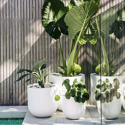 Straight Up Planter by The Balcony Garden US