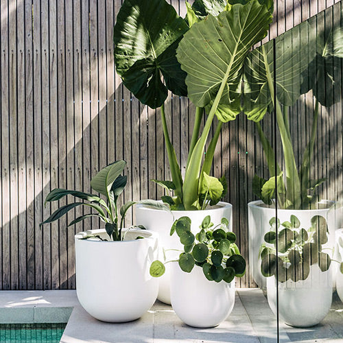 Straight Up Planter by The Balcony Garden US