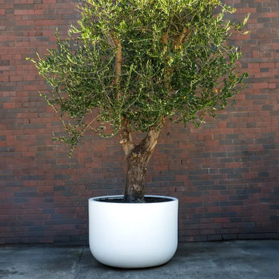 The Chop planter showing a wide rim and low profile in Concrete Grey color
