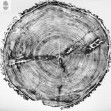 Black and white print of a white pine tree cross-section showing detailed growth rings and bark texture from Sundance Canyon, Utah.
