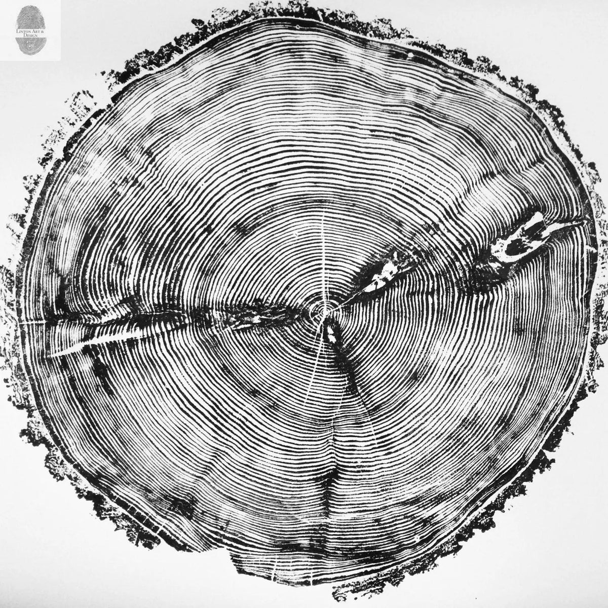 Black and white print of a white pine tree cross-section showing detailed growth rings and bark texture from Sundance Canyon, Utah.