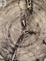 Close-up of white pine tree cross-section showing detailed concentric growth rings and dark radial cracks on a pale wood background.