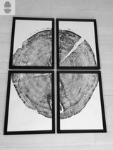 Four framed black and white prints arranged in a square, collectively showing a detailed cross-section of a tree trunk with visible growth rings and a large crack.