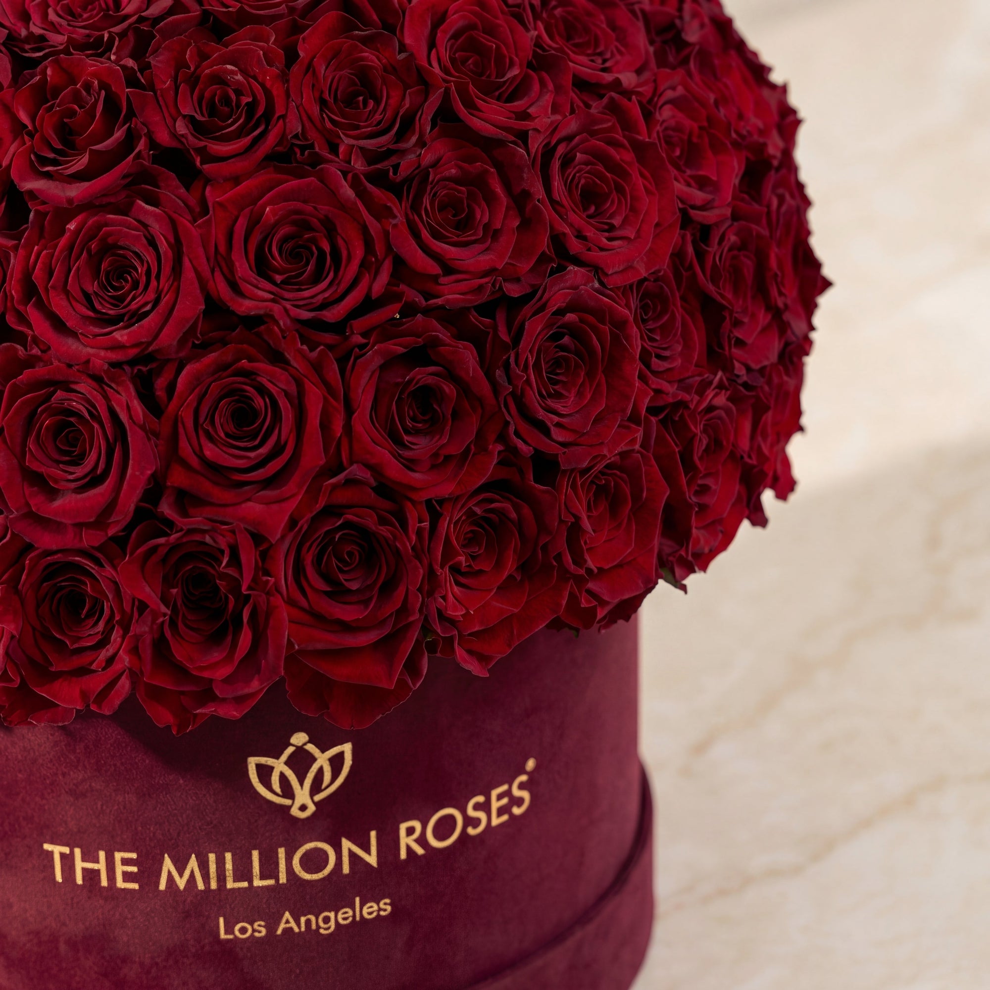 Supreme Bordeaux Suede Superdome Box by The Million Roses - product image 4 for Resin Society
