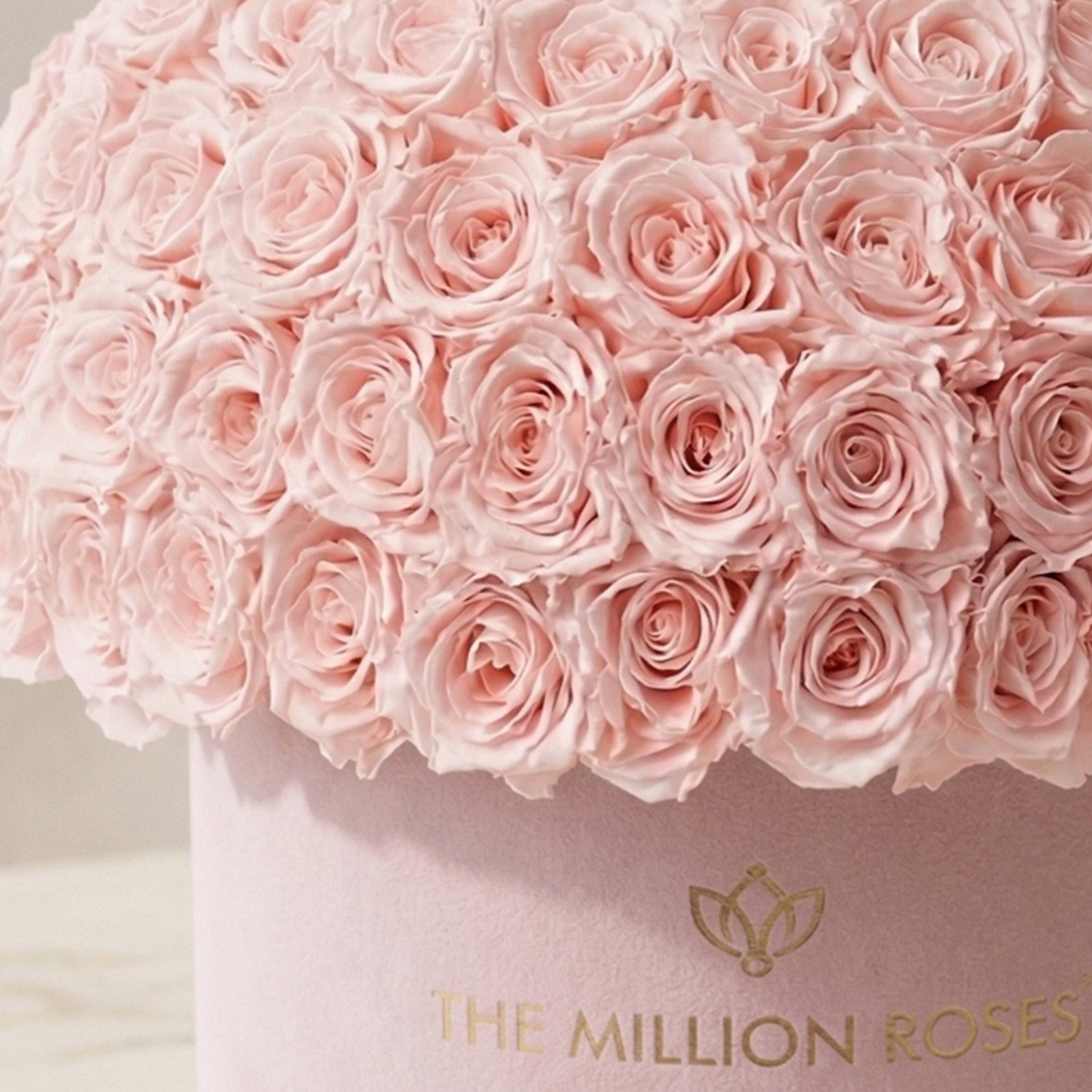 Supreme Light Pink Suede Superdome Box by The Million Roses - product image 3 for Resin Society